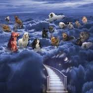 animals_in_heaven