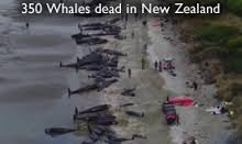 whales_dead_in_newzealand